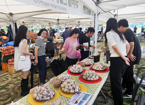 마늘 연구소에서 개발한 신품종 마늘이 단양 마늘 축제에서 전시되고 있다.