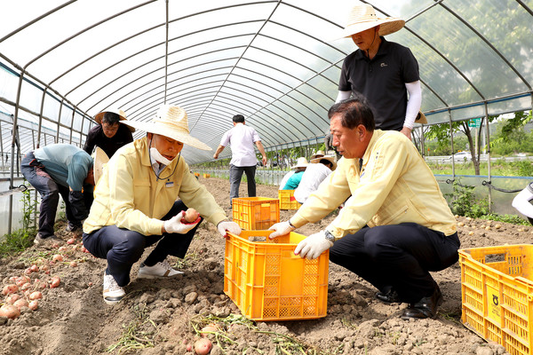 김재종 군수를 비롯해 농업기술센터 직원들이 감자 캐기 농촌일손돕기에 구슬땀을 흘리고 있다.