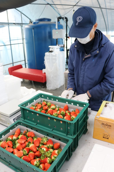김철 씨가 수확한 딸기를 크기별로 선별하고 있다.