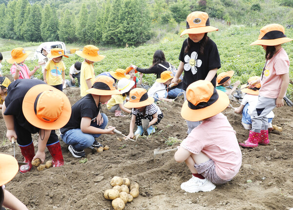사진은 지난해 축제에 참여한 아이들이 직접 감자를 캐고있는 모습